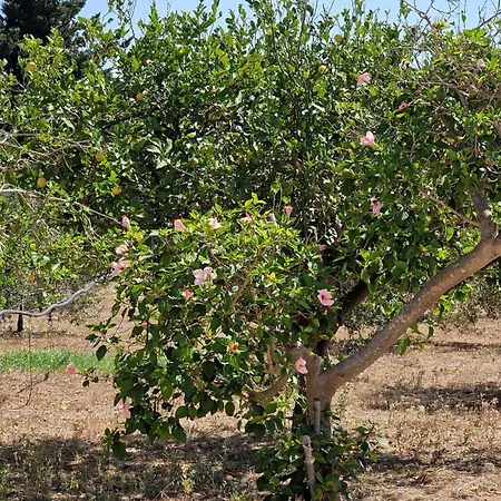 Tenuta Rizzello Torre Suda